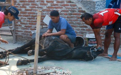 Lakukan Penyembelihan Hewan Kurban, Kamad MTsN 11 Cirebon :